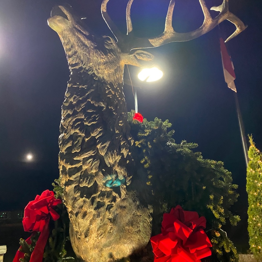 Meet your Posher, Fiona